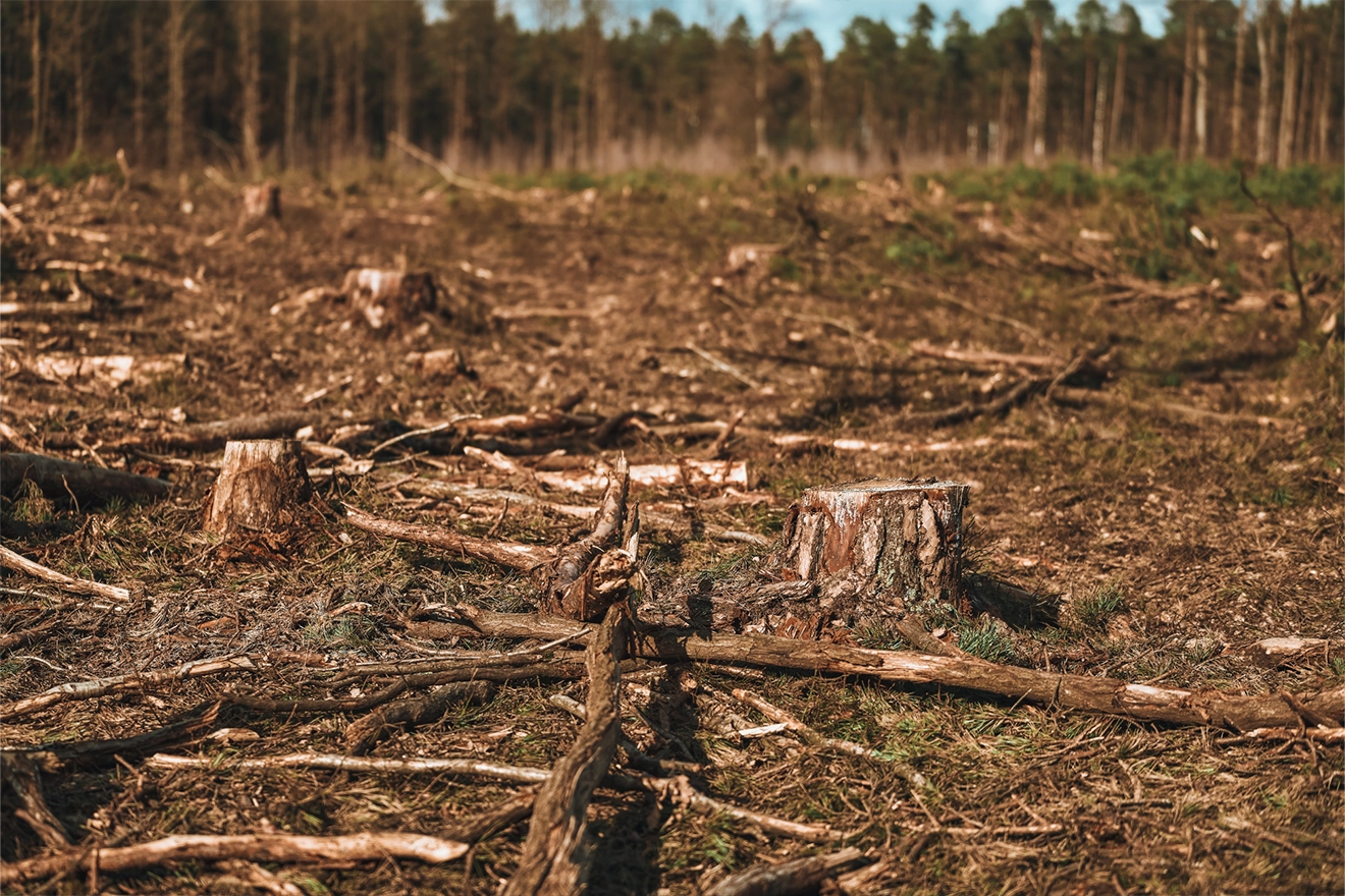 EU Deforestation Regulation (EUDR) - Impact on Chemical and Cleaning Product Supply Chains