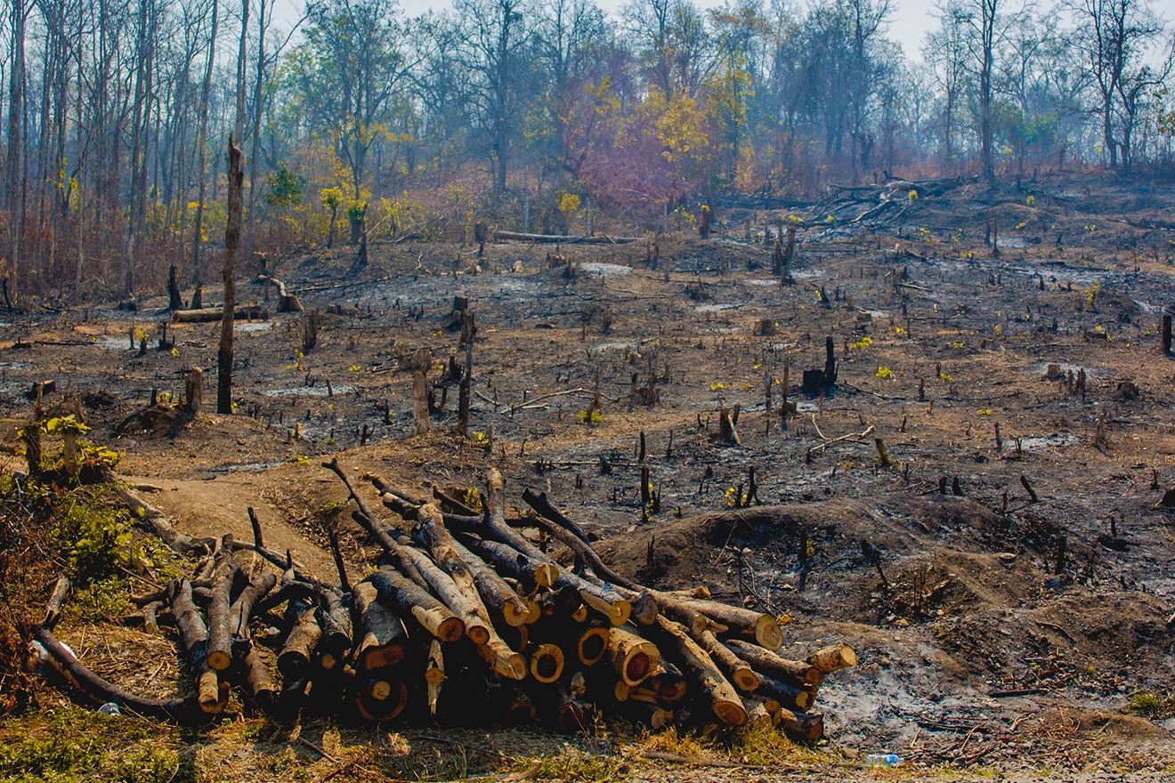 EU Deforestation Regulation Impact On Food And Dietary Supplements: How To Achieve Deforestation-Free Compliance