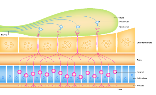 Freyr Regulatory-Affairs