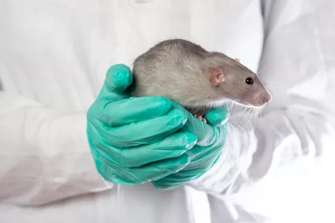 EPA To Develop New Approach Methods (NAMs) To Reduce the Chemical Testing on Animals