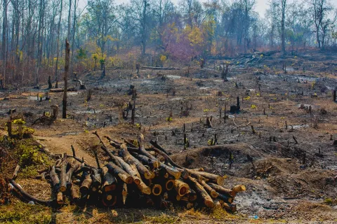 EU Deforestation Regulation Impact On Food And Dietary Supplements: How To Achieve Deforestation-Free Compliance