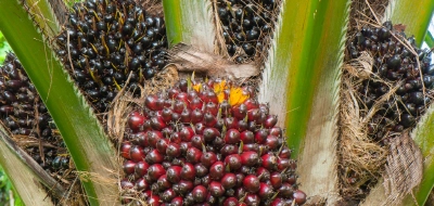 Oil Palm